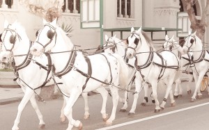 Horse Cart ,Car and Limousine Transportation